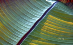 BananaLeaf1920x12002-6-2012 4_54_46 PM Bing Desktop